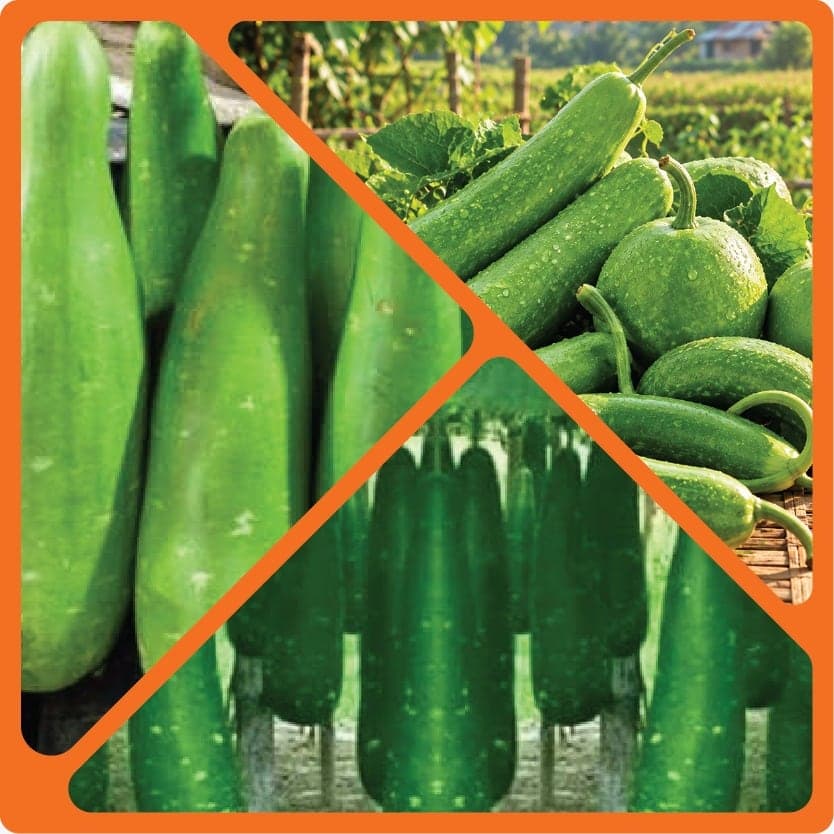 Fresh bottle gourds