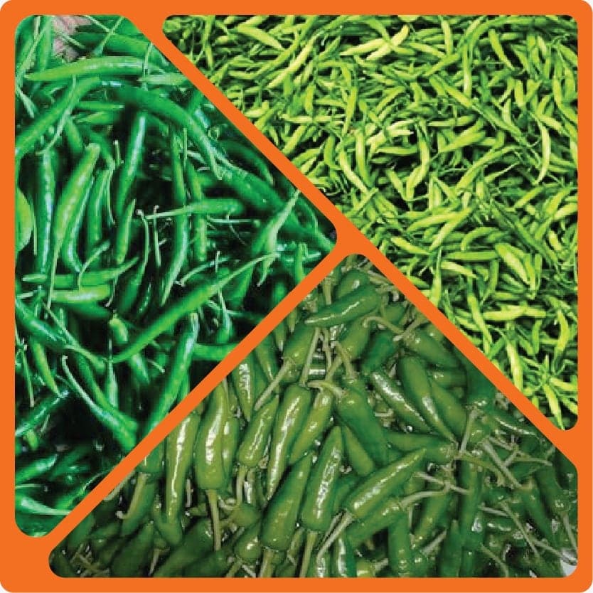 Fresh green chillies