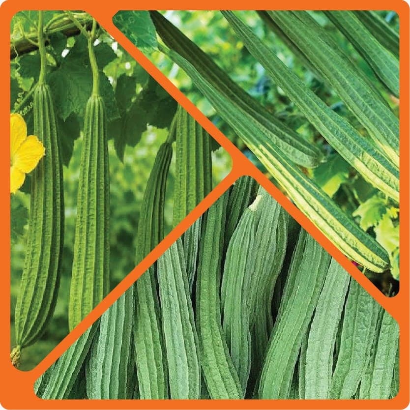Fresh ridge gourds