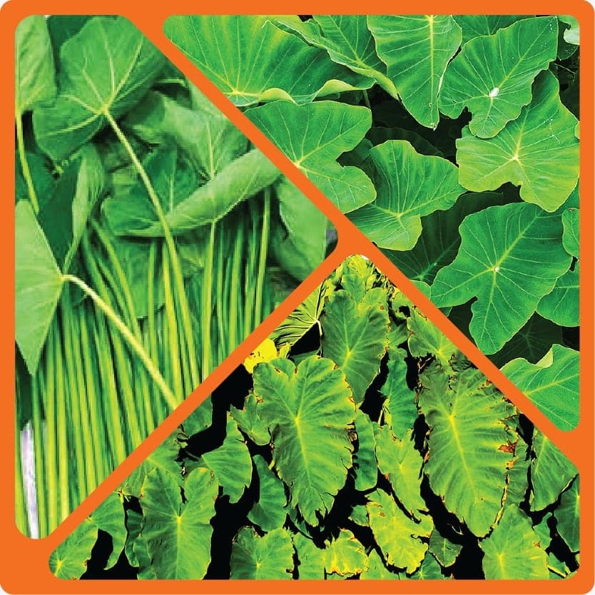 Fresh taro leaves