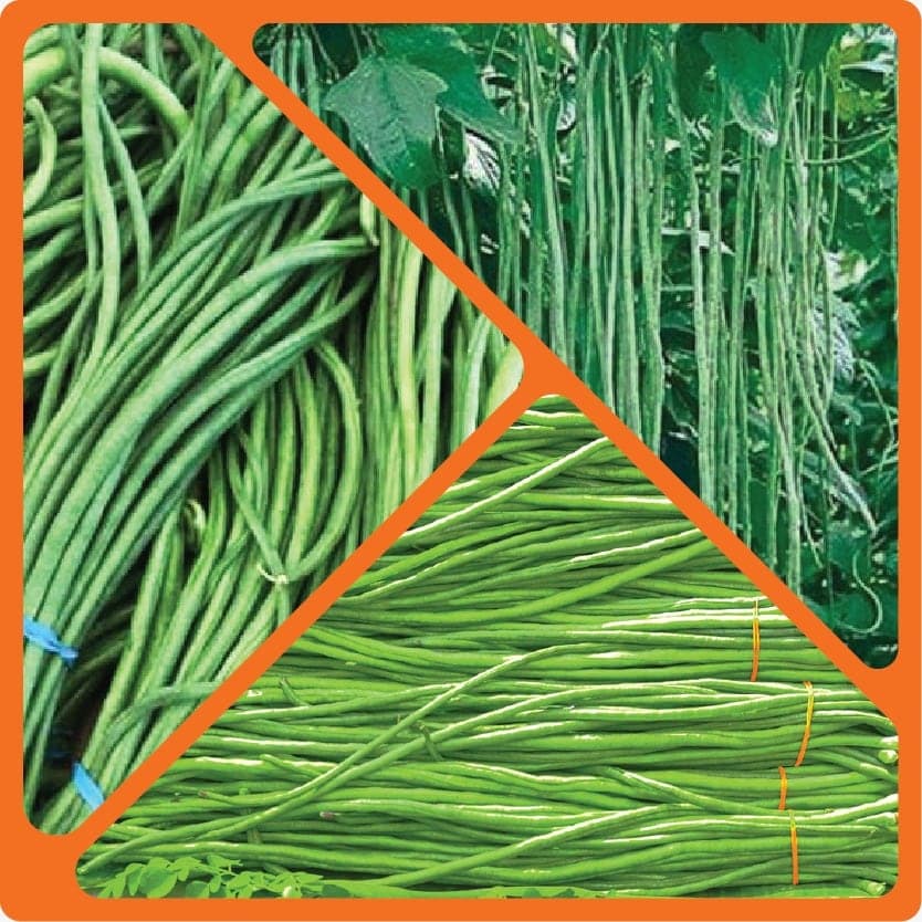 Fresh yardlong beans